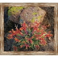 thumbnail image 1 of Somerset House Publishing 5842 Rock Echeveria, Framed Giclee Canvas Art, 1 of 1