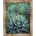 thumbnail image 1 of Somerset House Publishing 5845 Agaves & Milkpea Vine, Framed Giclee Canvas Art, 1 of 1