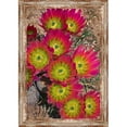 thumbnail image 1 of Somerset House Publishing 5846 Lloyds Hedgehog Cactus, Framed Giclee Canvas Art, 1 of 1