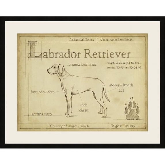 Somerset House Publishing 6507 Antique Labrador Retriever, Framed Fine Art Print with Glass