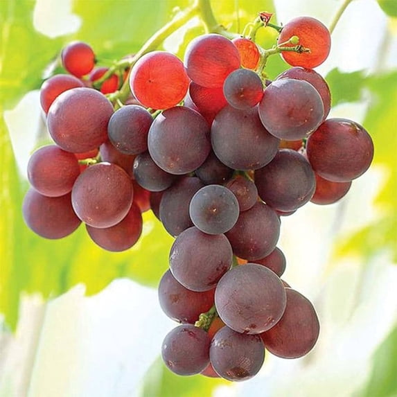Somerset Seedless Grape Vine Live – 1 Gallon