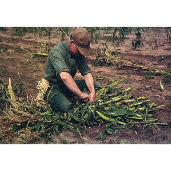 Son of Jim Norris, homesteader, tying corn into bundles, Pie Town, New Mexico Poster Print (24 x 36)