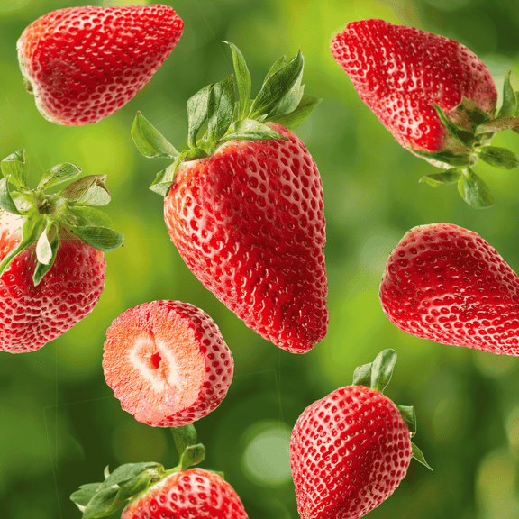 Sonata Strawberry Roots Bare Root Plants | High-Yield Ever-Bearing Variety | Sweet, Firm, Large Berries | Disease Resistant & Cold Hardy | Non-GMO, Perfect for Gardens & Containers