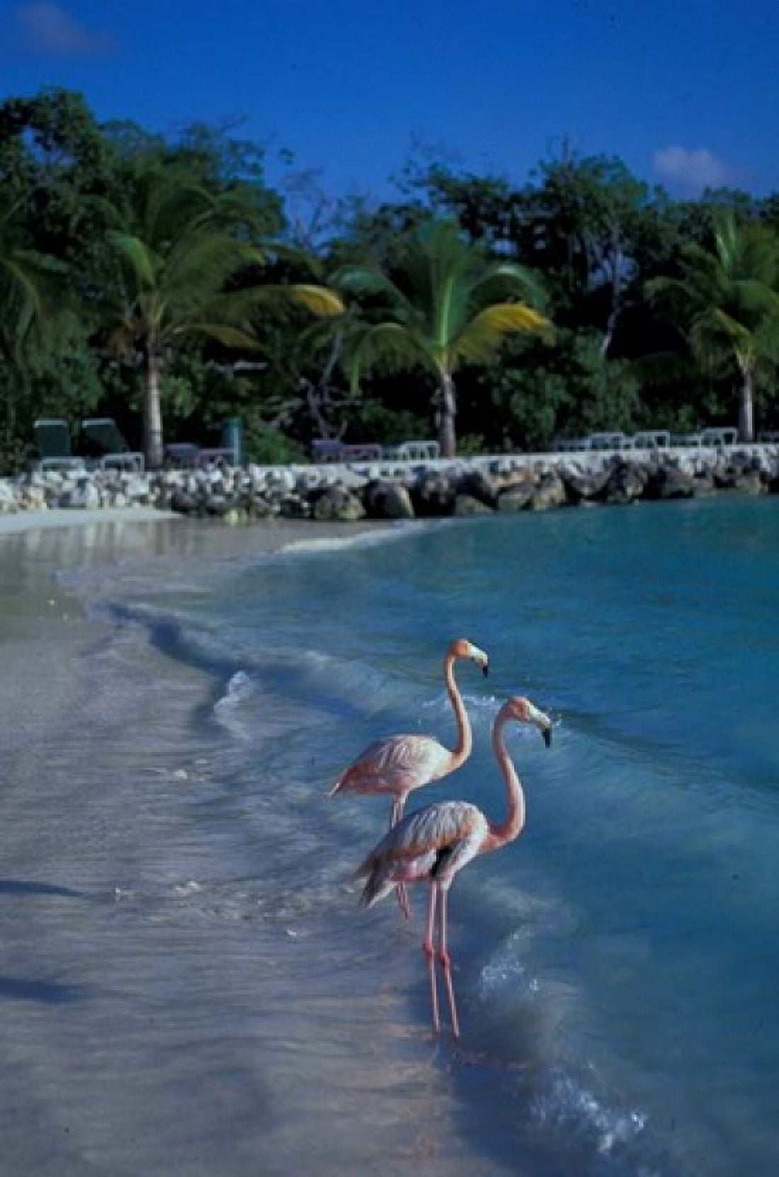 Sonesta Island Aruba Caribbean Canvas Art - Robin Hill DanitaDelimont (24 x 36)
