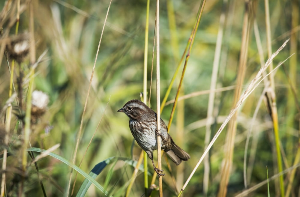 Song Sparrow (Melospiza melodia) perches on a plant Hoquiam Washington United States of America Canvas Art - Robert L Potts Design Pics (19 x 12)