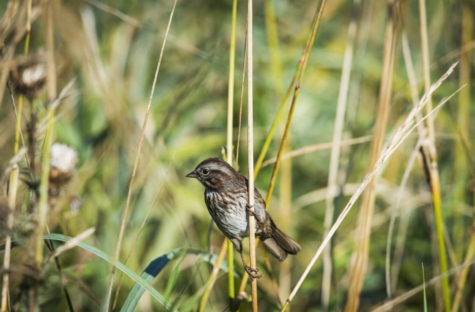 Song Sparrow (Melospiza melodia) perches on a plant Hoquiam Washington United States of America Canvas Art - Robert L Potts Design Pics (38 x 24)
