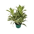 Song of India Plant 5 Live Plants in 6 Inch Pots Dracaena Reflexa