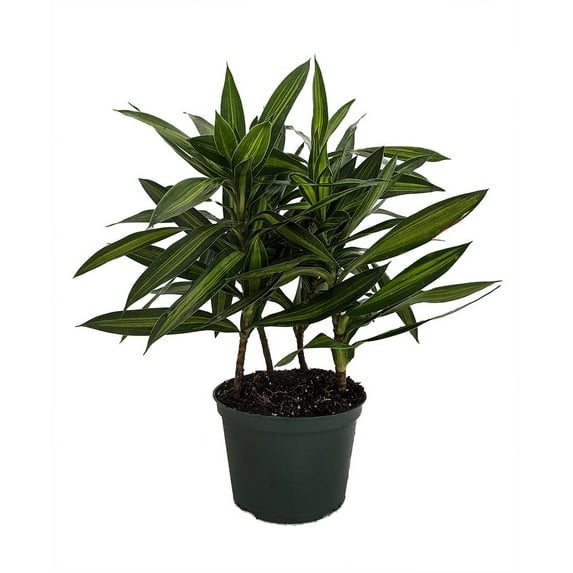 Song of Jamaica Exotic House Plant- 6" Pot