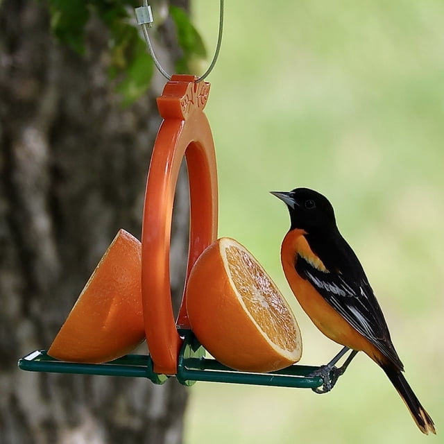 Songbird Essentials Oriole Vogelfutterstation Bundle – Mit Geleespendern & Ameisengraben