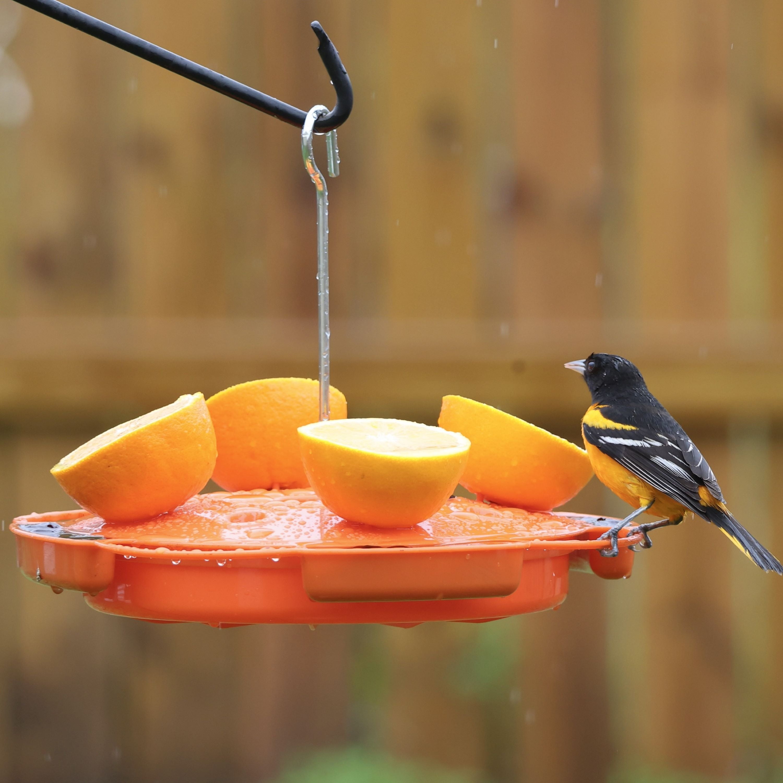 Bright Orange Hanging Plastic Oriole Feeder with Fruit Spikes