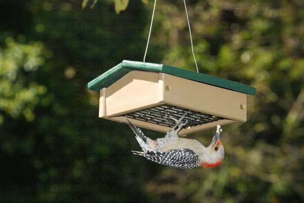 Green and Brown Hanging Squirrel Resistant Suet Feeder