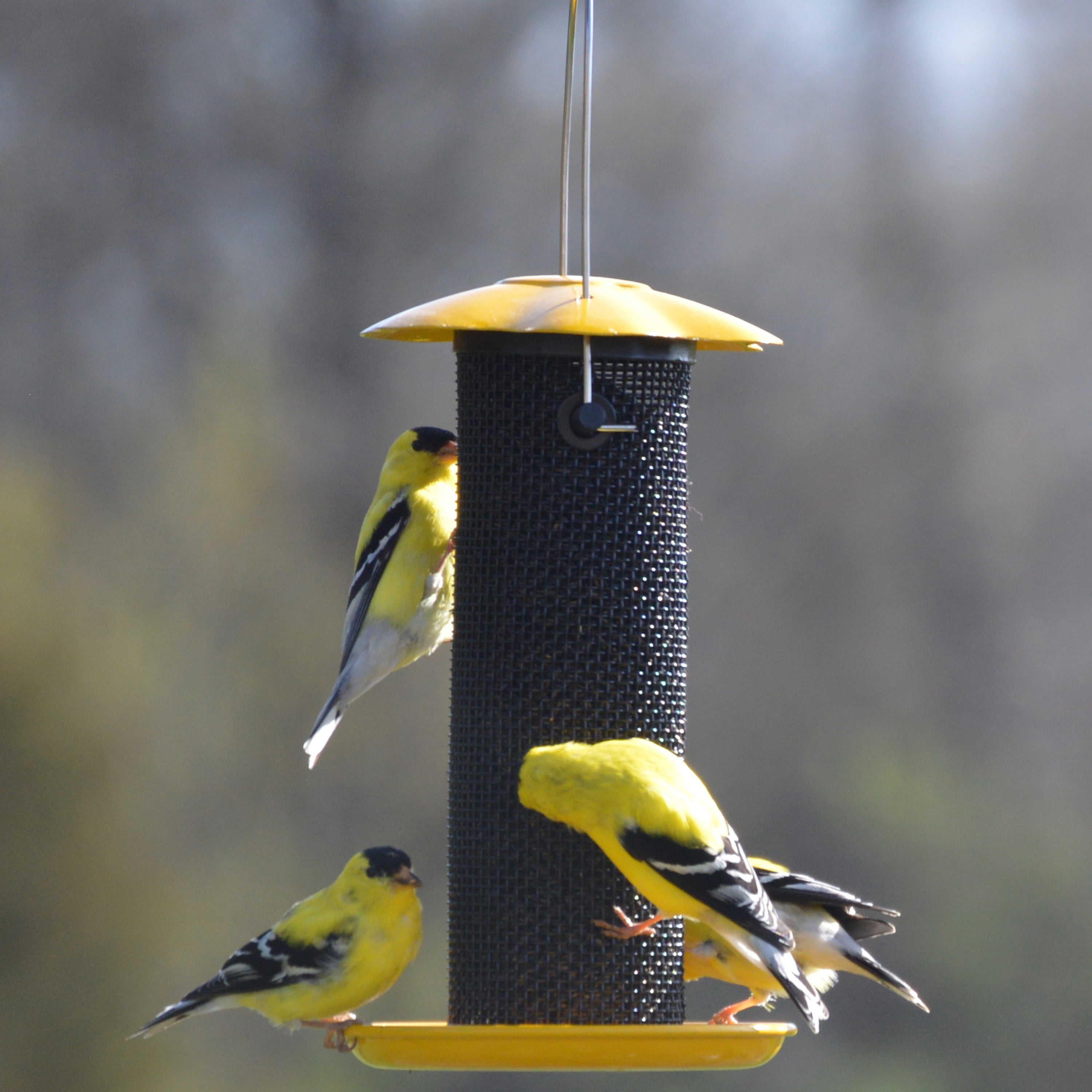 Songbird Essentials Thistle Bird Feeder Yellow Bird Seed Finch Feeder