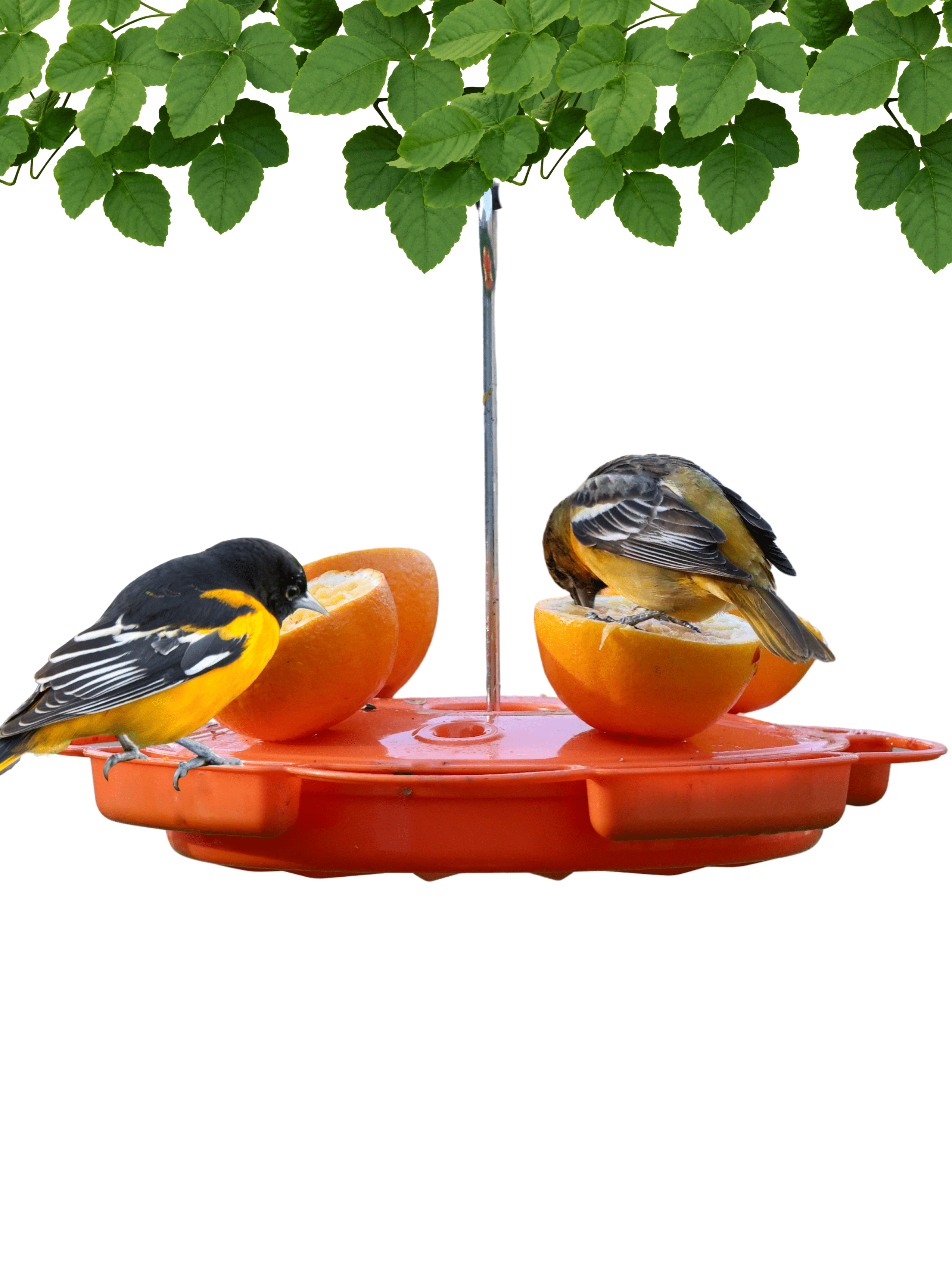 Bright Orange Hanging Plastic Oriole Feeder with Fruit Spikes