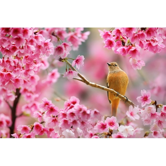 Songbird in Cherry Blossoms (9x12 Wall Art Print, Home Decor)