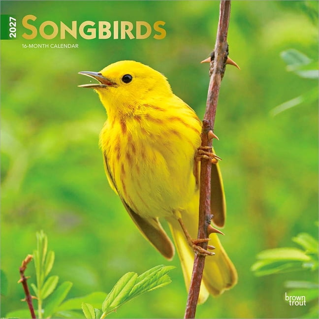 Songbirds 2027 12 X 24 Inch (Hanging) Monthly Square Wall Calendar Foil Stamped Cover Plastic-Free, (Paperback)