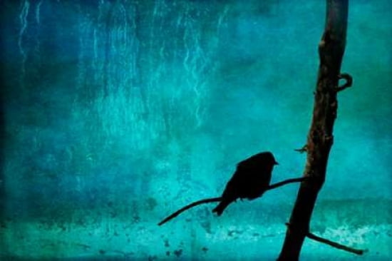 Songbirds Soliloquy Canvas Art - Roberta Murray (20 x 28)
