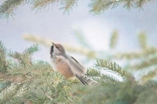 Songs of the Boreal Canvas Art - Roberta Murray (12 x 18)