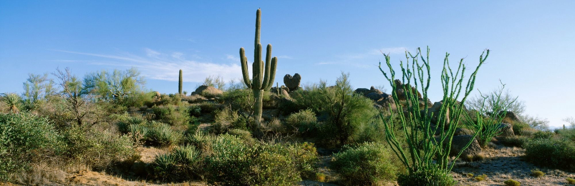 Sonoran Desert Saguaro Cactus Arizona Canvas Art - Panoramic Images (36 x 12)