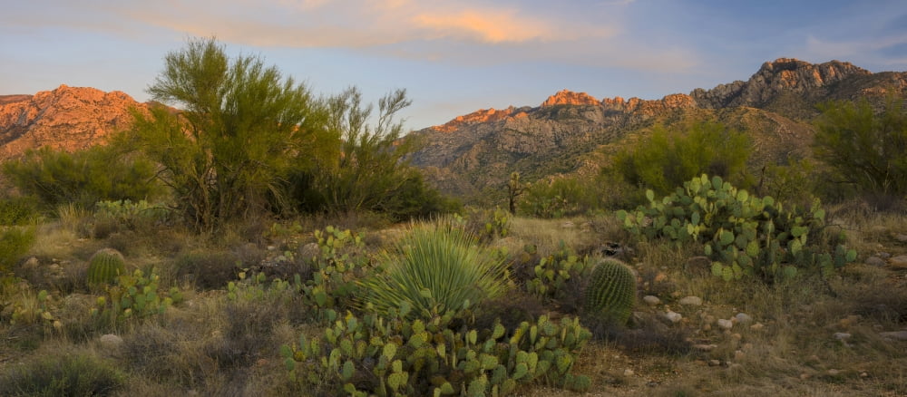 Sonoran desert at sunset Catalina State Park Arizona USA Canvas Art - Panoramic Images (36 x 12)