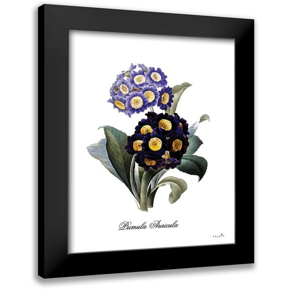 Sophie 6 12x14 Black Modern Framed Museum Art Print Titled - Primula Auricula