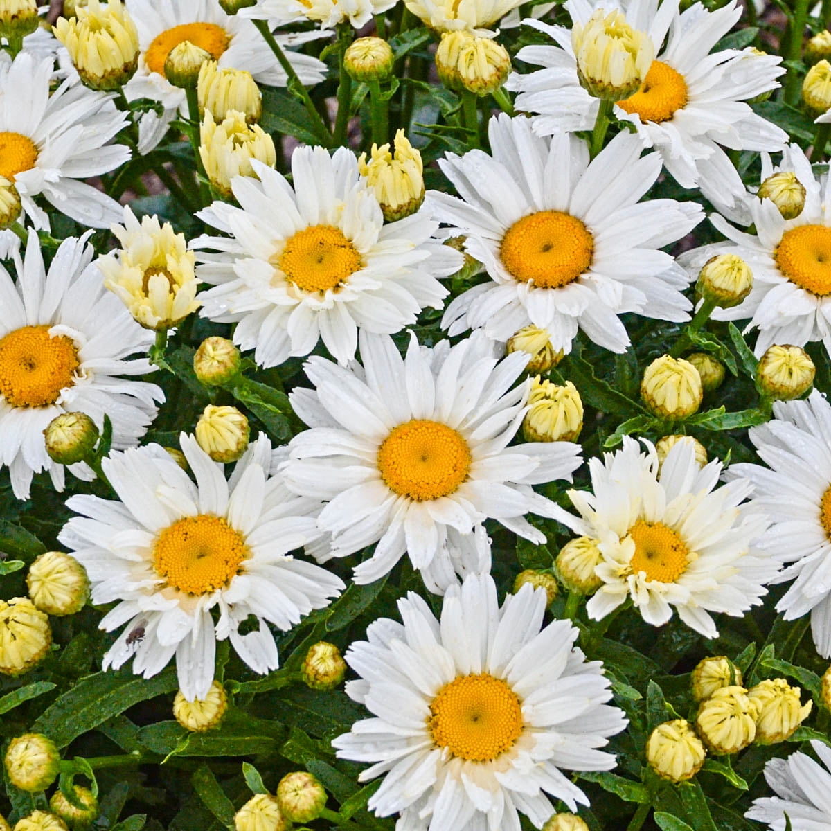 Sophie White Flowering Shasta Daisy Outdoor Perennial Plant