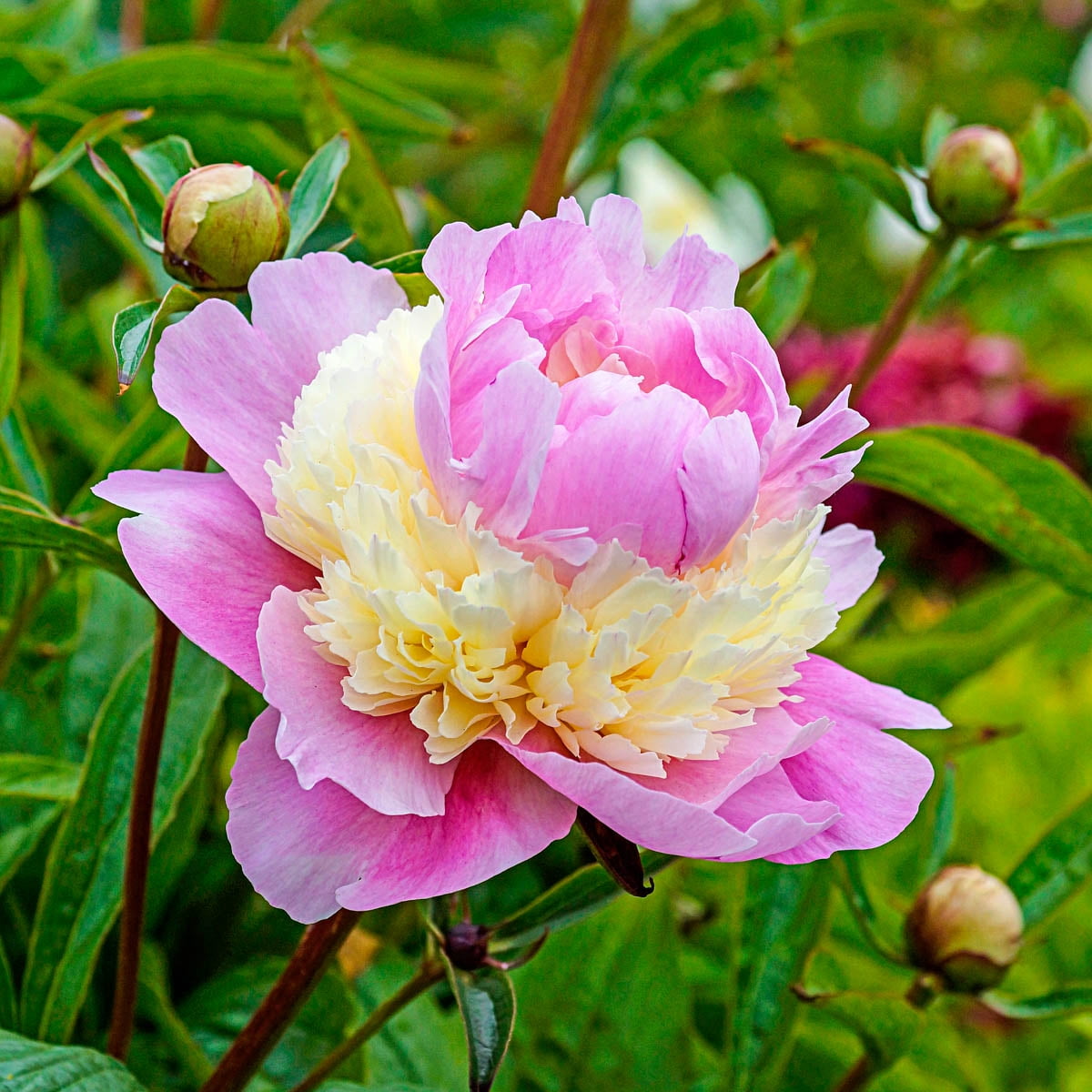 Sorbet Pink and White Flowering Peony Perennial Plant