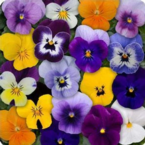 Sorbet Series viola Mix ~25 seeds | Non-GMO, Heirloom Flower Seeds for Pots, Borders, Containers | Early Blooming, Cold Hardy Annuals for Spring & Fall Color