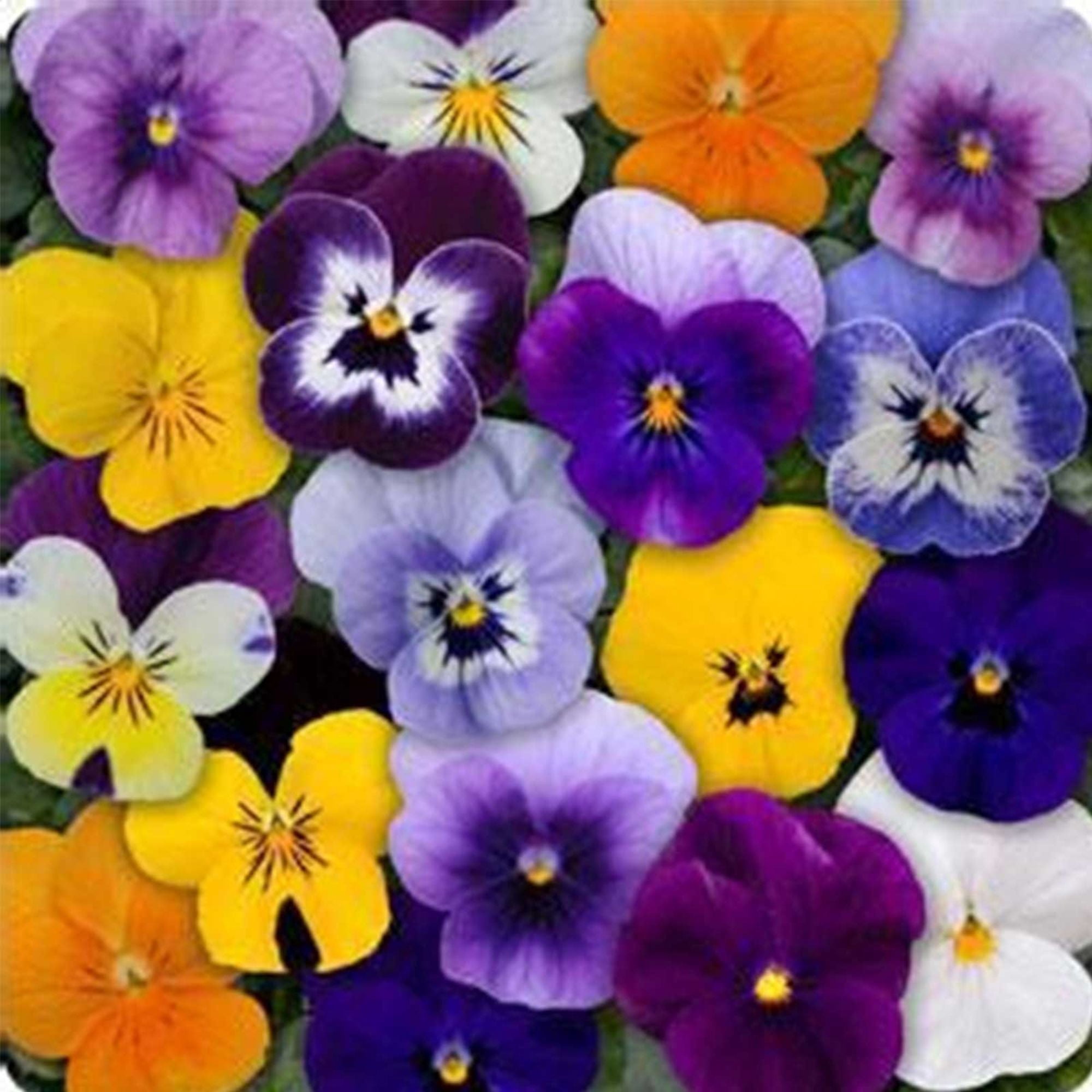 Sorbet Series Viola Mix Seeds (Viola cornuta) – ~500 Seeds, Non-GMO Flower Seeds, Cold Hardy Annual
