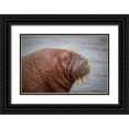 thumbnail image 1 of Sorensen, Jorgen 14x11 Black Ornate Wood Framed with Double Matting Museum Art Print Titled - Walrus, 1 of 4