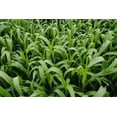 thumbnail image 1 of Sorghum Sudangrass Sugar Grazer II Seed - 5 lbs., 1 of 1
