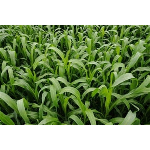 Seed Ranch Sorghum Sudangrass Sugar Grazer Plant Seeds