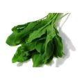 Sorrel Heirloom Garden Vegetable by BULK 1 Lb Seeds