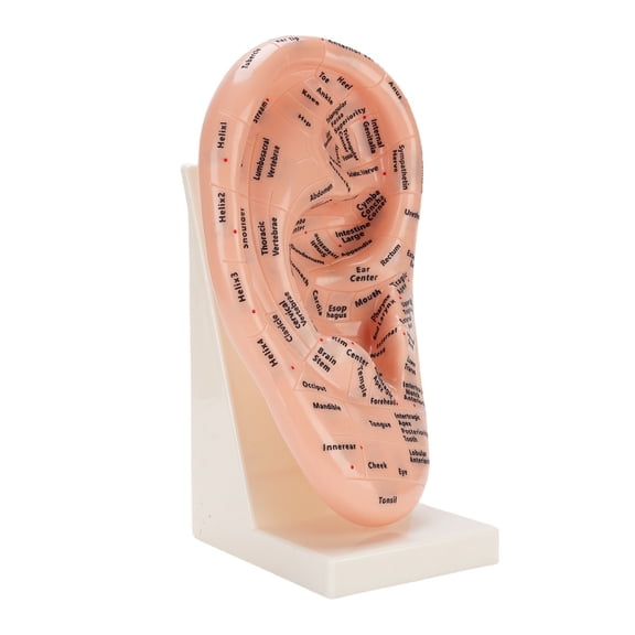 Sorven Acupuncture Points Ear Massage Model Ear Zone Model, Educational Tool Ear Acupuncture Point Model with Stand for Teaching