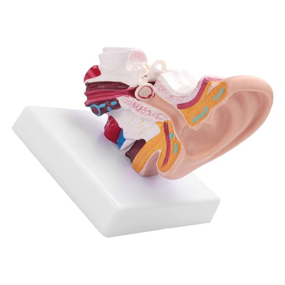 Sorven Human Ear Anatomy Model Human Ear Anatomy Model, Human Ear Model 1.5 Times Enlarged for Learning