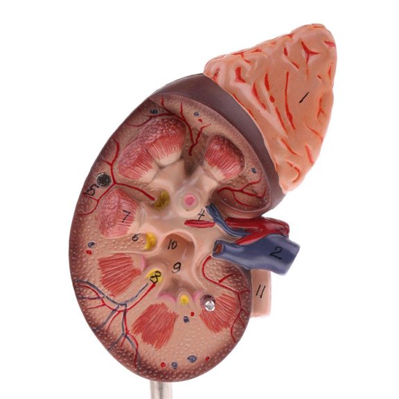 Sorven Kidney Model Human Kidney Model, Kidney Model Unique Colors PVC Intuitive Painted for Teaching for Doctors