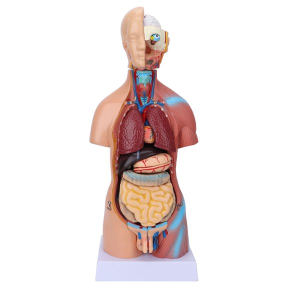 Sorven Scientific Teaching Model Human Torso Model, Body Model Removable for Teaching for School