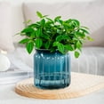 thumbnail image 1 of SouMaox Hydroponic Potted Planters, Clear Design, Absorbing System, Indoor Desktop Flower Decor for Living Room Study, 1 of 9