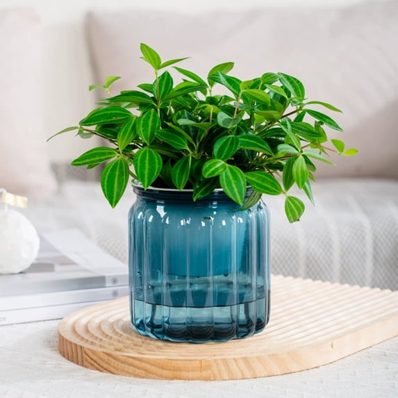 SouMaox Hydroponic Potted Planters, Clear Design, Absorbing System, Indoor Desktop Flower Decor for Living Room Study