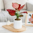 thumbnail image 1 of SouMaox Hydroponic Potted Planters, Clear Design, Absorbing System, Indoor Desktop Flower Decor for Living Room Study, 1 of 8