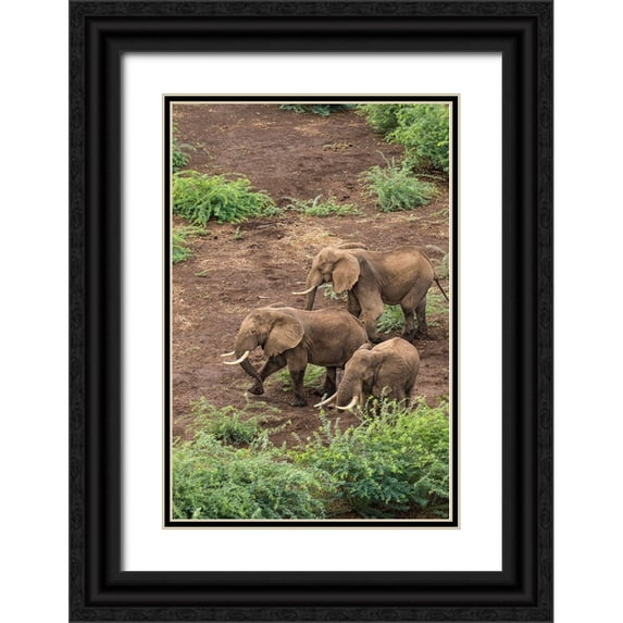 Souders, Paul 11x14 Black Ornate Wood Framed with Double Matting Museum Art Print Titled - Africa-Kenya-Shompole-Aerial view of adult Elephants walking