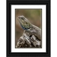thumbnail image 1 of Souders, Paul 11x14 Black Ornate Wood Framed with Double Matting Museum Art Print Titled - Tanzania-Ngorongoro Conservation Area-Ndutu Plains-Small ant walks across head of Agama Lizard, 1 of 4