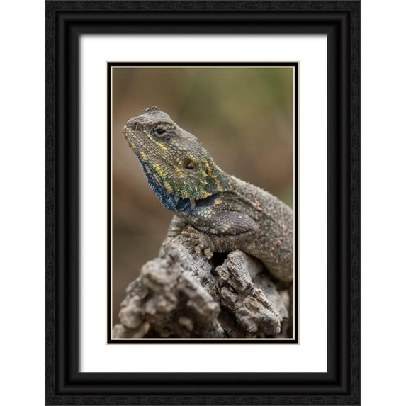 Souders, Paul 11x14 Black Ornate Wood Framed with Double Matting Museum Art Print Titled - Tanzania-Ngorongoro Conservation Area-Ndutu Plains-Small ant walks across head of Agama Lizard