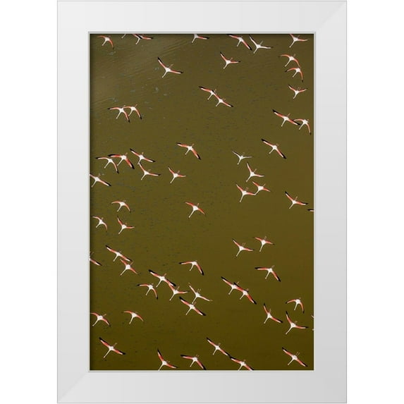 Souders, Paul 11x14 White Modern Wood Framed Museum Art Print Titled - Africa-Kenya-Magadi-Aerial view of Lesser Flamingos flying along shore of Lake Magadi
