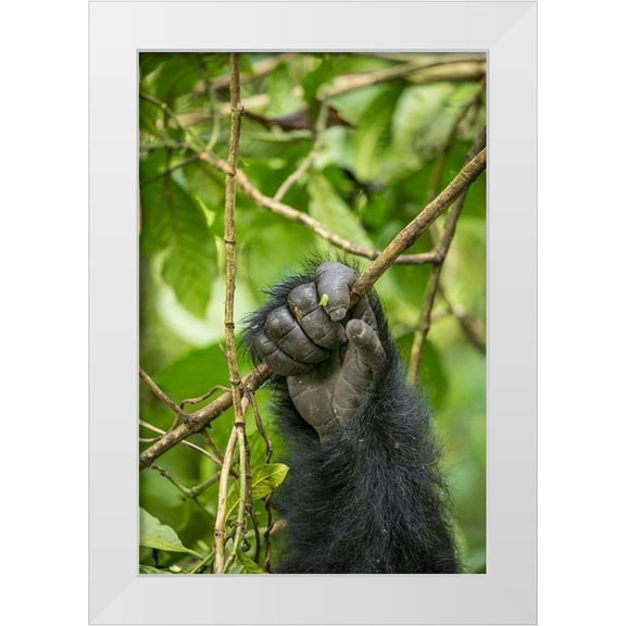 Souders, Paul 11x14 White Modern Wood Framed Museum Art Print Titled - Africa-Rwanda-Volcanoes National Park-Close-up of Mountain Gorillas hand gripping vines