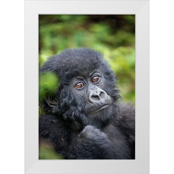 Souders, Paul 11x14 White Modern Wood Framed Museum Art Print Titled - Africa-Rwanda-Volcanoes National Park-Portrait of Baby Mountain Gorilla resting in rainforest