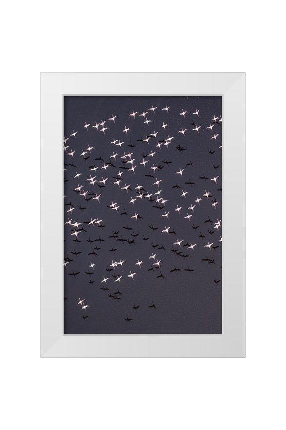 Souders, Paul 11x14 White Modern Wood Framed Museum Art Print Titled - Africa-Tanzania-Aerial view of flock of Lesser Flamingos taking flight above shallow salt waters