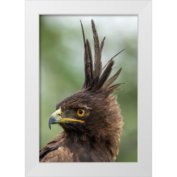 Souders, Paul 11x14 White Modern Wood Framed Museum Art Print Titled - Africa-Tanzania-Ngorongoro Conservation Area-Long- Crested Eagle