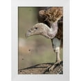 thumbnail image 1 of Souders, Paul 11x14 White Modern Wood Framed Museum Art Print Titled - Africa-Tanzania-Ngorongoro Conservation Area-White-backed Vulture, 1 of 4