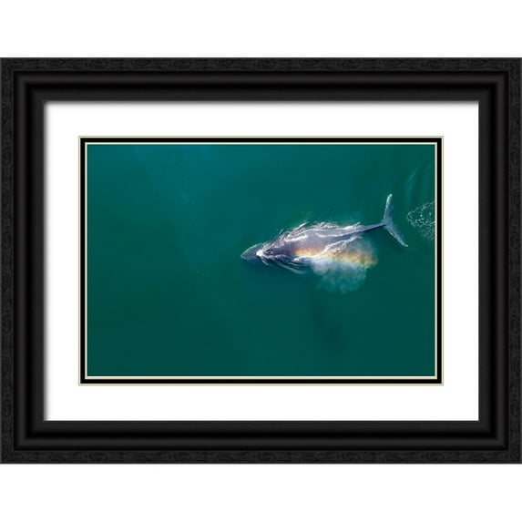 Souders, Paul 14x11 Black Ornate Wood Framed with Double Matting Museum Art Print Titled - Alaska-Aerial view of rainbow-colored mist hanging above Humpback Whale breathing