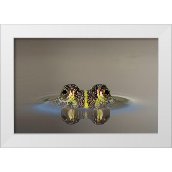 Souders, Paul 14x11 White Modern Wood Framed Museum Art Print Titled - Africa-Botswana-Nxai Pan National Park-Young African Bullfrog lies nearly submerged in shallow pool